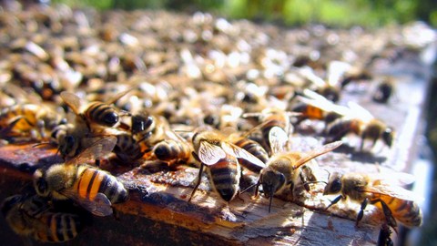 tavarone-produzione-miele-biologico
